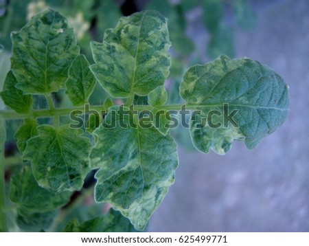 Tomato Mosaic Virus Disease On Tomato Stock Photo (Edit Now) 625499771 ...