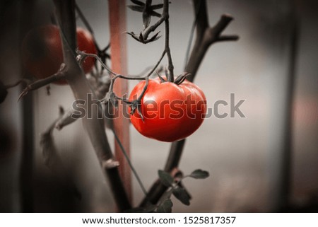 Similar – Bio Tomaten im Gewächshaus