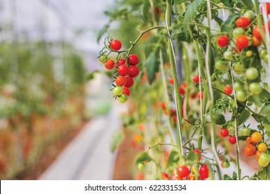 Tomato On A Plant In The Hydroponics Garden