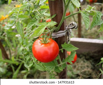 Tomato Plant