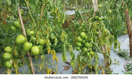 Tomato Plant Affected By Fusarium Wilt