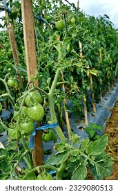 tomato plant attacked by virus with curly leaves