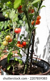 Tomato Plant With Cherry Tomatoes In A Container On A Balcony	