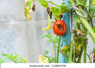 Tomato Plant Disease