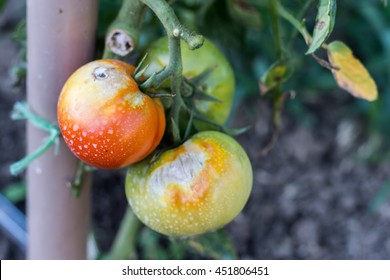 Tomatenpflanzenkrankheit