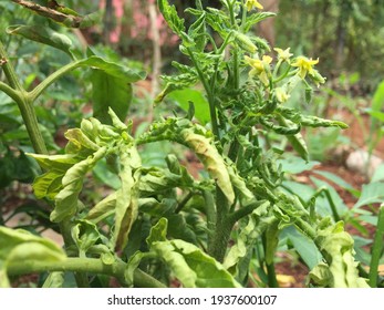 Tomato Plant Effected By Leafs Rolling Disease Due Magnesium Deficiency.