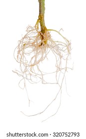 Tomato Plant Exposed Roots Is Isolated On White Background