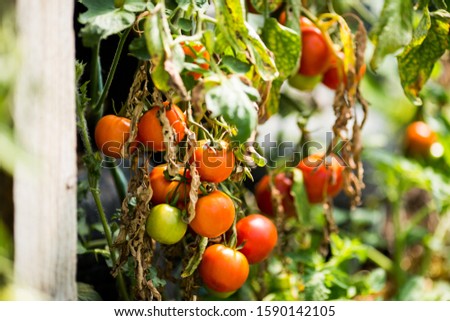 Similar – Tomatoes Growing On Vine In Greenhouse