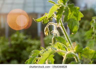 Tomato Plant With Future Fruit Flower Close Up In Sunset Backlight. Sun Glare And Blurred Backyard Background.