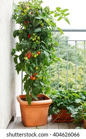 Tomato plant with green and red tomatoes in a pot and strawberry plants with offshoots on a balcony, urban gardening, copy space