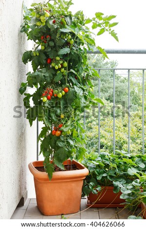 Tomato plant with green and red tomatoes in a pot and strawberry plants with offshoots on a balcony, urban gardening concept.