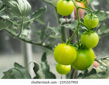 Tomato Plant With Green Tomatoes Growing Inside A Greenhouse. Shallow Depth Of Field.