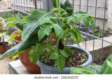 A Tomato Plant Growing In The Banana Tree Pot.