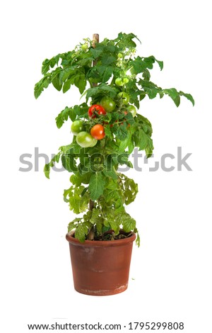 Tomato plant growing in a flower pot isolated on white background