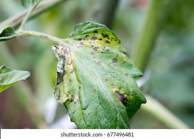 Stock Photo and Image Portfolio by Miyuki Satake | Shutterstock