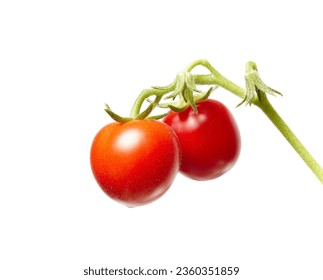 Tomato plant isolated on white background. Green seedling of fresh ripe red tomatoes, close up
