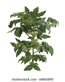 Tomato Plant Isolated On A White Background