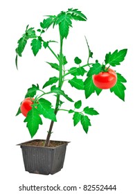 Tomato Plant Isolated On White Background