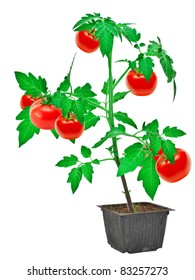 Tomato Plant Isolated On White Background