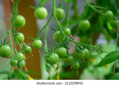 Tomato plant with many unripe fruits in a small greenhouse. Stock  Image