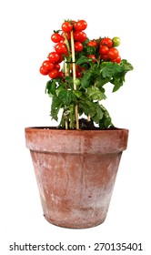 Tomato Plant In A Pot 