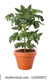 Tomato Plant In A Pot Isolated On A White Background