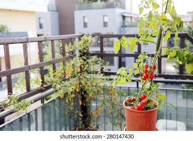 Tomato Plant In The Pot On The Terrace Of A House In The City