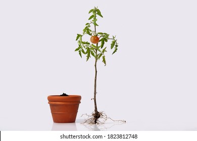 Tomato Plant With Roots And A Flower Pot With Soil. Flowering And Fruiting Plant With A Ripe Red Tomato And Root System. Studio Close Up Isolated