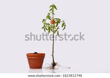 Tomato plant with roots and a flower pot with soil. flowering and fruiting plant with a ripe red tomato and root system. studio close up isolated
