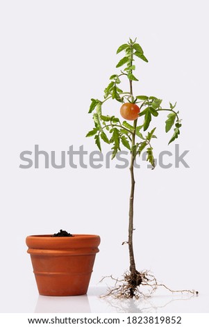 tomato plant with roots and a flower pot w/ soil. flowering and fruiting plant with a ripe red tomato and root system. studio close up isolated