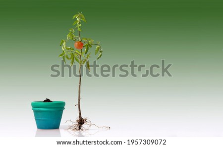 Tomato plant with roots and a flower pot w soil. flowering and fruiting plant with a ripe red tomato and root system. studio close up isolated