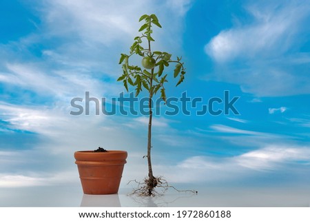 Tomato plant with roots and a flower pot with soil. flowering and fruiting plant with unripe a green tomato and root system on blue clouds sky background. Sun outdoors - Necessary things for plants  