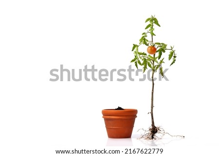 Tomato plant with roots isolated on white background