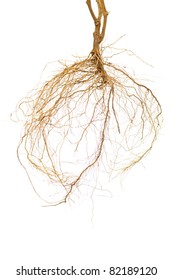 Tomato Plant Roots On A White Background