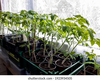 Tomato plant seedlings growing in pots on the windowsill. Vegetable seedlings in pots indoor. Indoor gardening concept