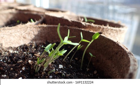 Tomato Plant Seedlings Reaching For The Sun In Sunny Window