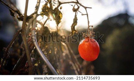 Tomato plant Silhouette in autumn against sunlight. Ripe fruit on dead, dry plant. A metal pole beneath.