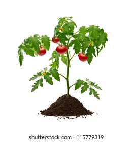 Tomato Plant With Soil Isolated On White Background