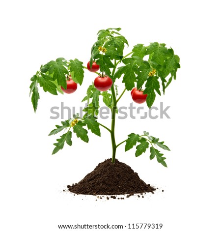 Tomato plant with soil isolated on white background