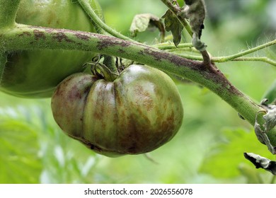 The tomato plant and unripe tomato are infected with late blight caused by fungus-like microorganism Phytophthora infestans. Stems, leaves, and fruits have dark brown or grey spots and lesions. 
