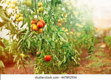 Tomato Plantation.