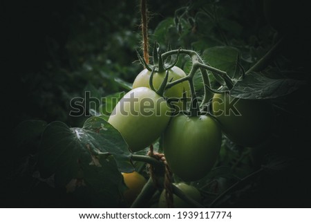 Similar – Bio Tomaten im Gewächshaus