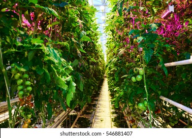Tomato Plantation With Special Led Illumination In Greenhouse
