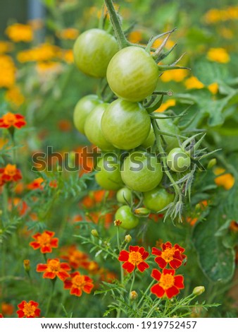 Tomato plants with green fruit and marigolds -  companion plants in a permaculture garden. Marigolds help to pollinate more tomatoes.