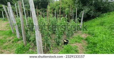 tomato plants with green fruits in an organic garden in the basque country