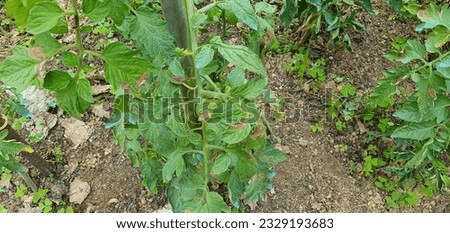 tomato plants with green fruits in an organic garden in the basque country