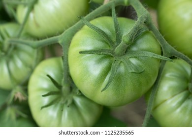 effect of global warming tomato growth pdf