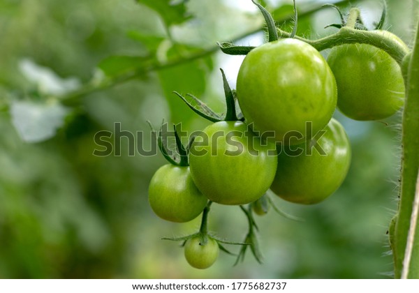 Tomato plants\
in greenhouse Green tomatoes plantation. Organic farming, young\
tomato plants growth in\
greenhouse.