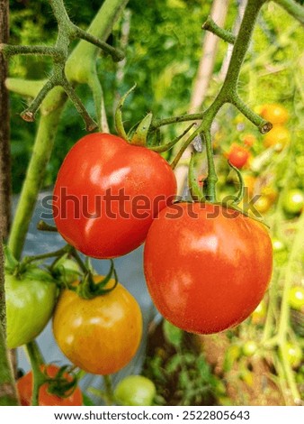 Similar – Tomatoes Growing On Vine In Greenhouse