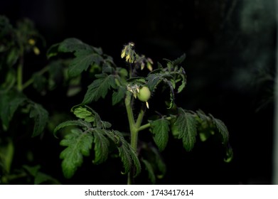 Tomato Plants Growing Under LED Hydroponic Lights. Tiny Little Green Tomato